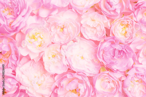 Beautiful pink roses flower bouquet background © nungning20