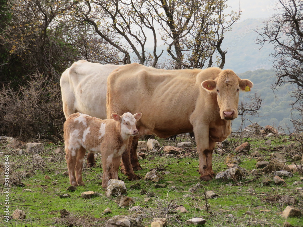 baby cow and his mother standing together baby cow and his mother standing together