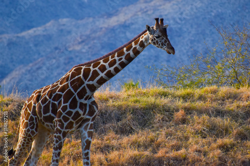Photography giraffe on Safari