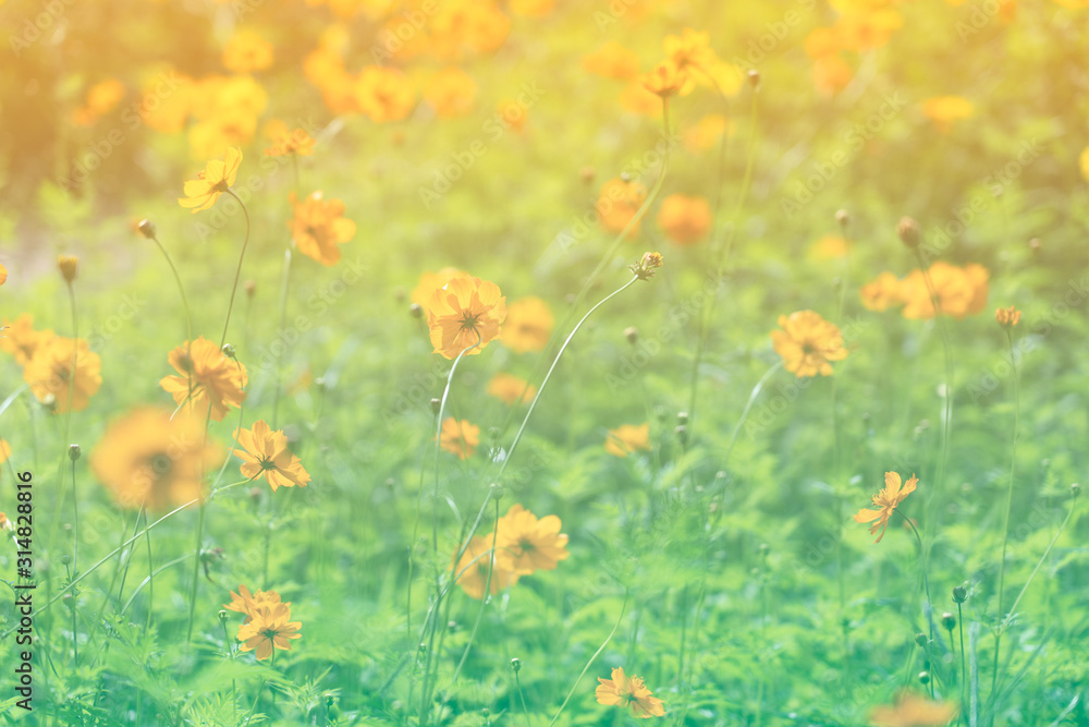Blooming Sulfur cosmos flower at field in spring or summer, Yellow green floral background