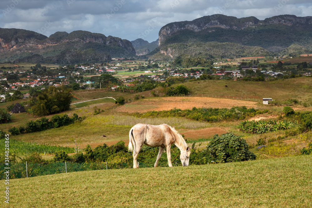 Cuba landscape with a mule Cuba landscape with a mule