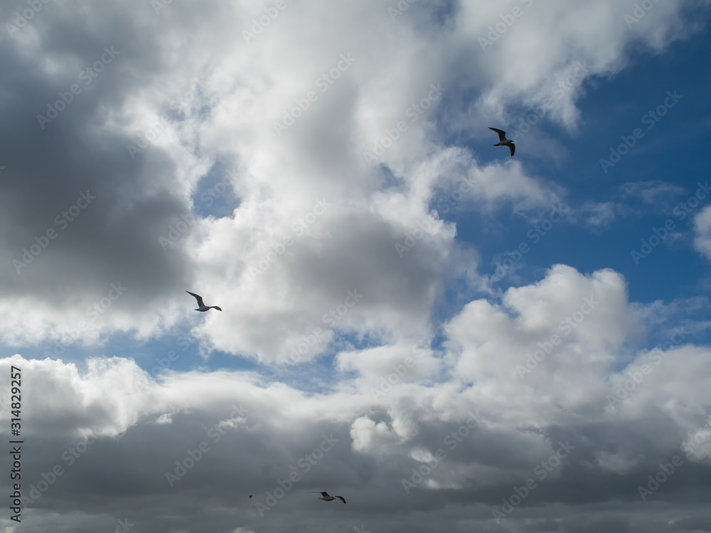 Fototapeta premium Bright sky with fluffy clouds, Abstract nature background.