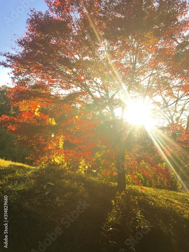 紅葉と光