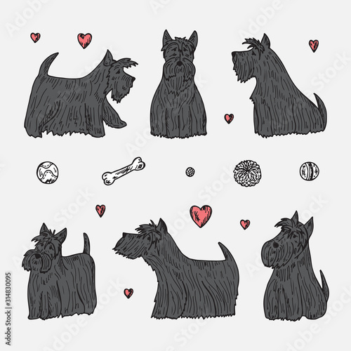 Pets. Vector Set of Dogs. Hand Drawn Doodles Scottish Terriers.
