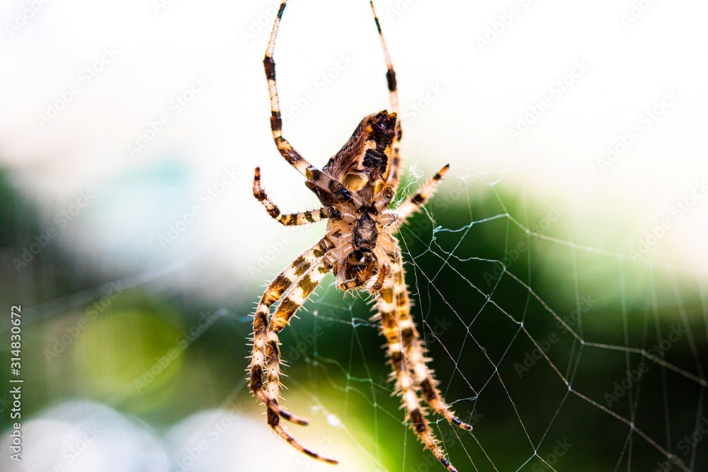 Colorful spider hanging in a web in close up Colorful spider hanging in a web in close up