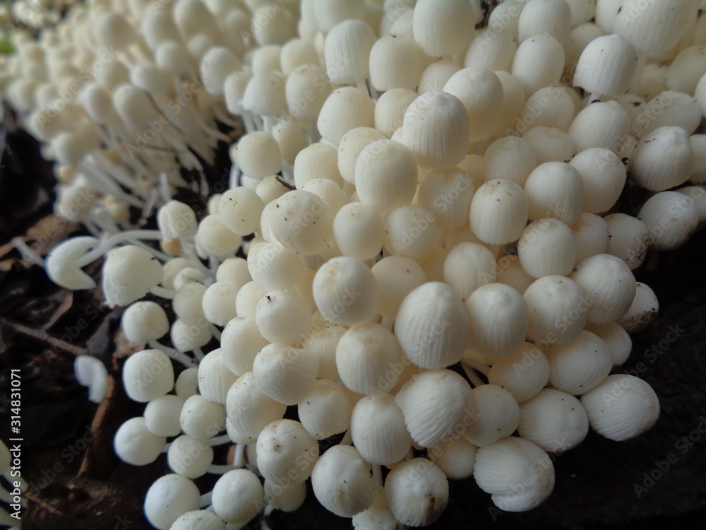 close up shoot white mushroom in the nature close up shoot white mushroom in the nature