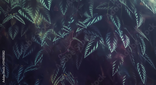 detail of rain forest plant, light graphic effect.