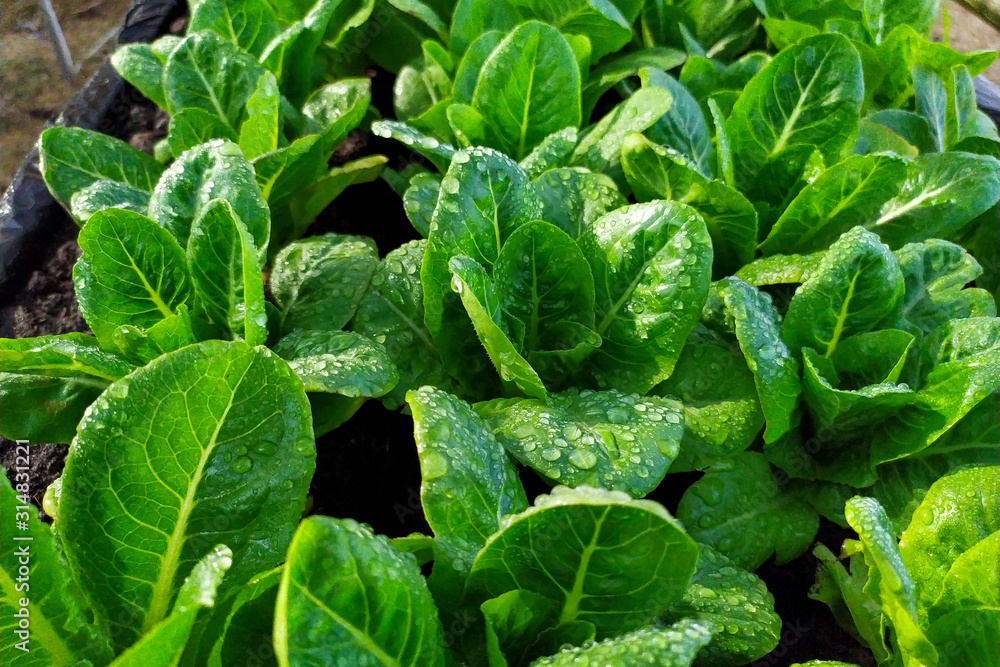Organic lettuce has a drop of water on it. Organic lettuce has a drop of water on it.