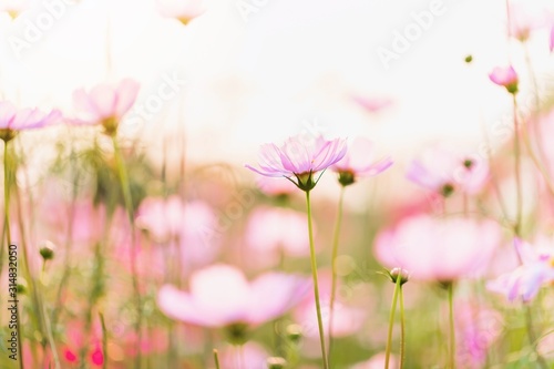 Pink cosmos flowers on blurred spring background with copy space.