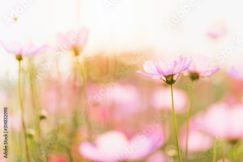Pink cosmos flowers on blurred spring background with copy space.
