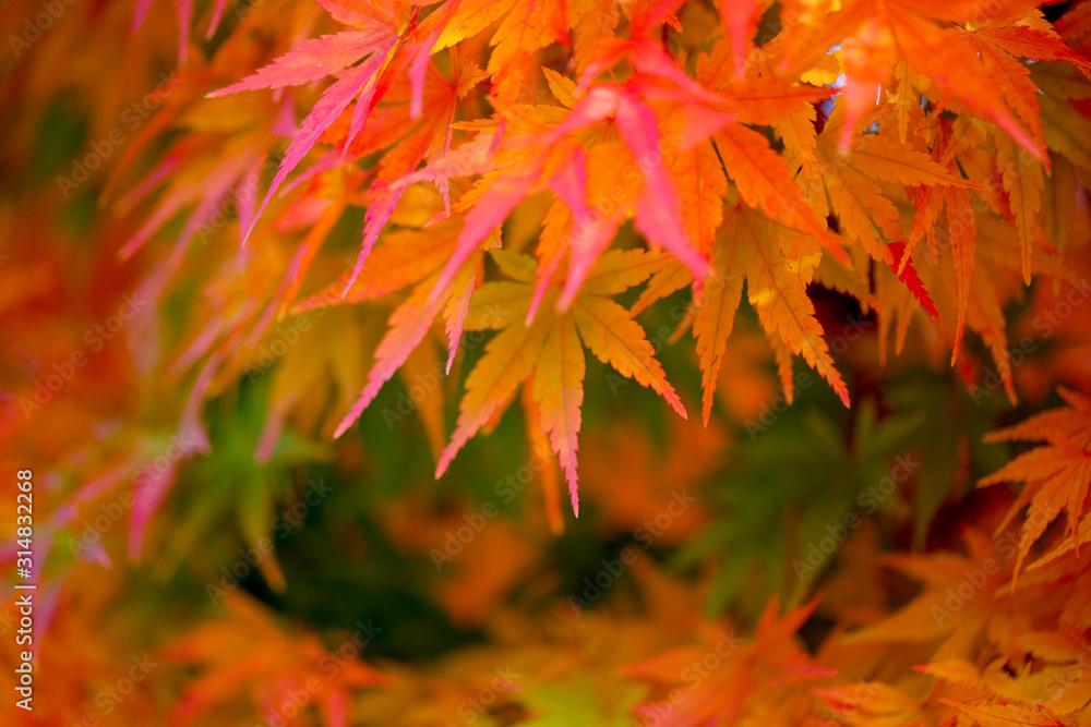 Autumn Leaves of Japanese Maple with softly blurred background Autumn Leaves of Japanese Maple with softly blurred background