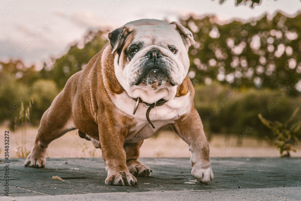 American Bulldog