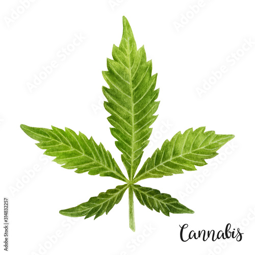 Photography A green leaf of Cannabis medicinal plant hand drawn watercolor painting illustration isolated on a white background
