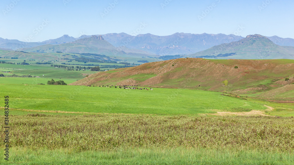Summer Mountains Farm Cattle Rural Panoramic Landscape