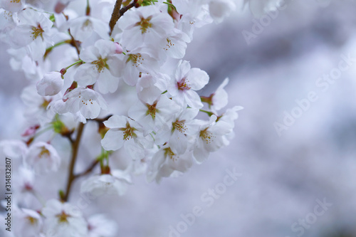 cherry blossom © kampon