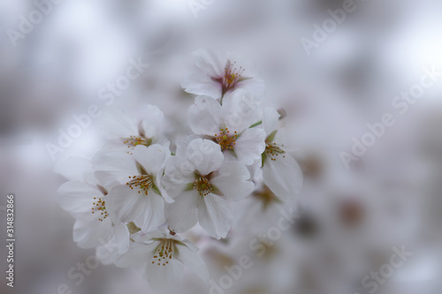 white flowers of cherry tree © kampon