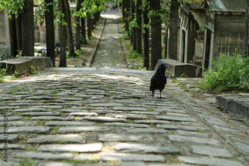 A depressive picture of a crow standing on the grave on a cemetery. 