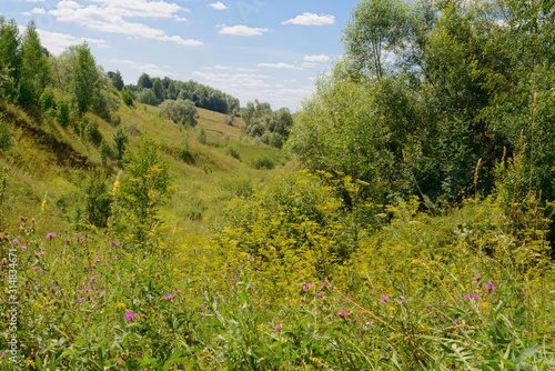 The ravine overgrown with dense vegetation on a summer day © alexnikit