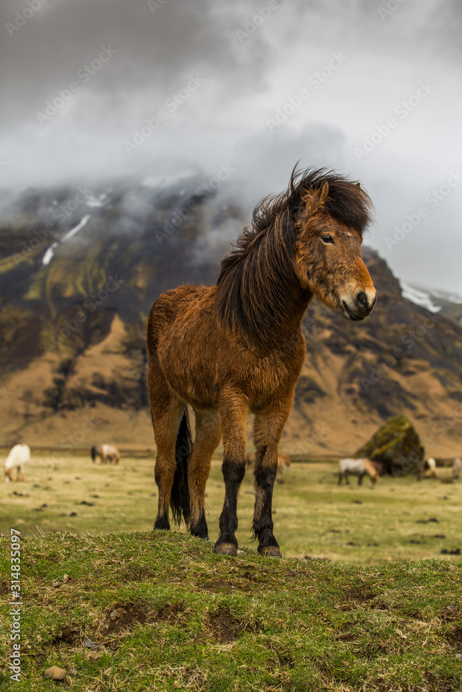 Fototapeta premium Icelandic Horse in paddock