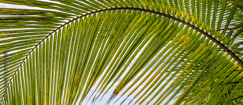 leaf of palm tree