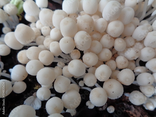close up shoot seasonal white mushroom in rainy season