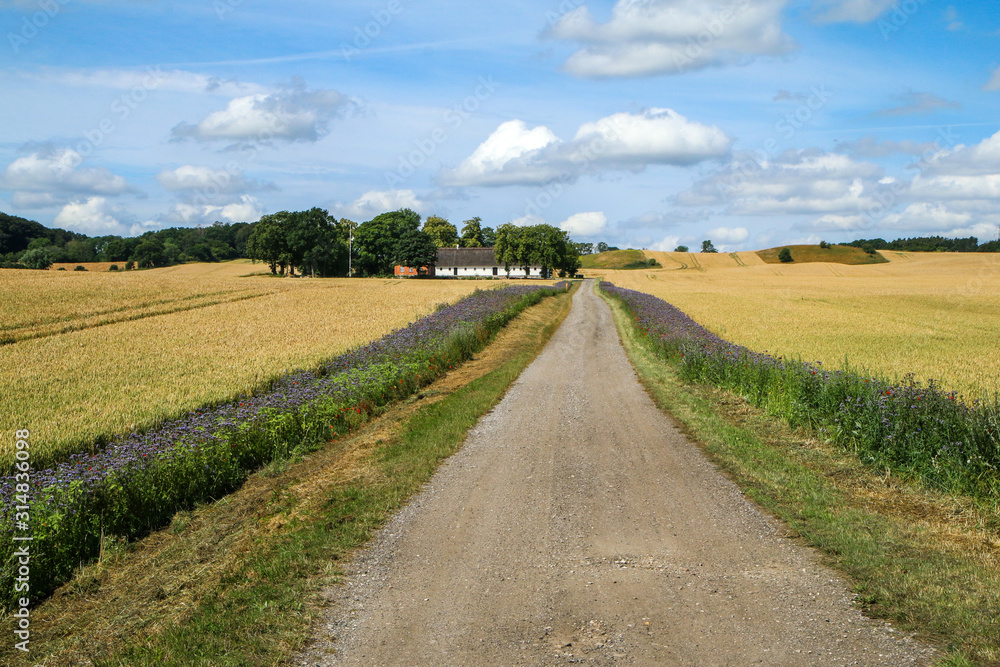 The Danish countryside with the fields and Cottage during the bright sunny day. The gravel road leads to it. 