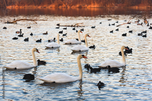 White swans and coots on lake background. Wildlife in Austria. Dam on river Mur in Gralla, Stausee photo