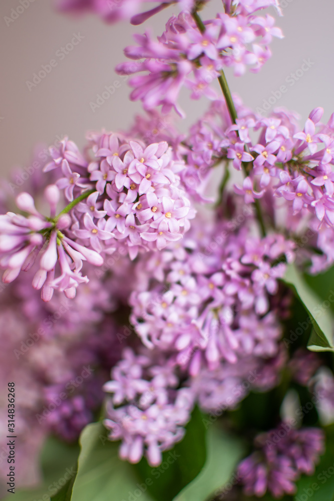 Macro image of Lilac flowers. Abstract floral background. Macro image of Lilac flowers. Abstract floral background.