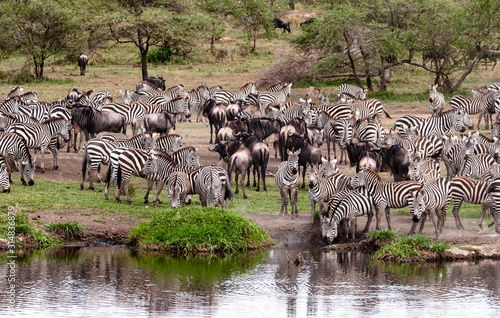 Safari in Africa