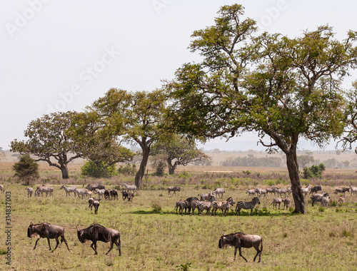 Safari in Serengeti in Tanzania  Africa