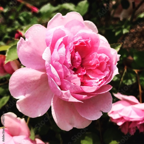 pink rose in the garden