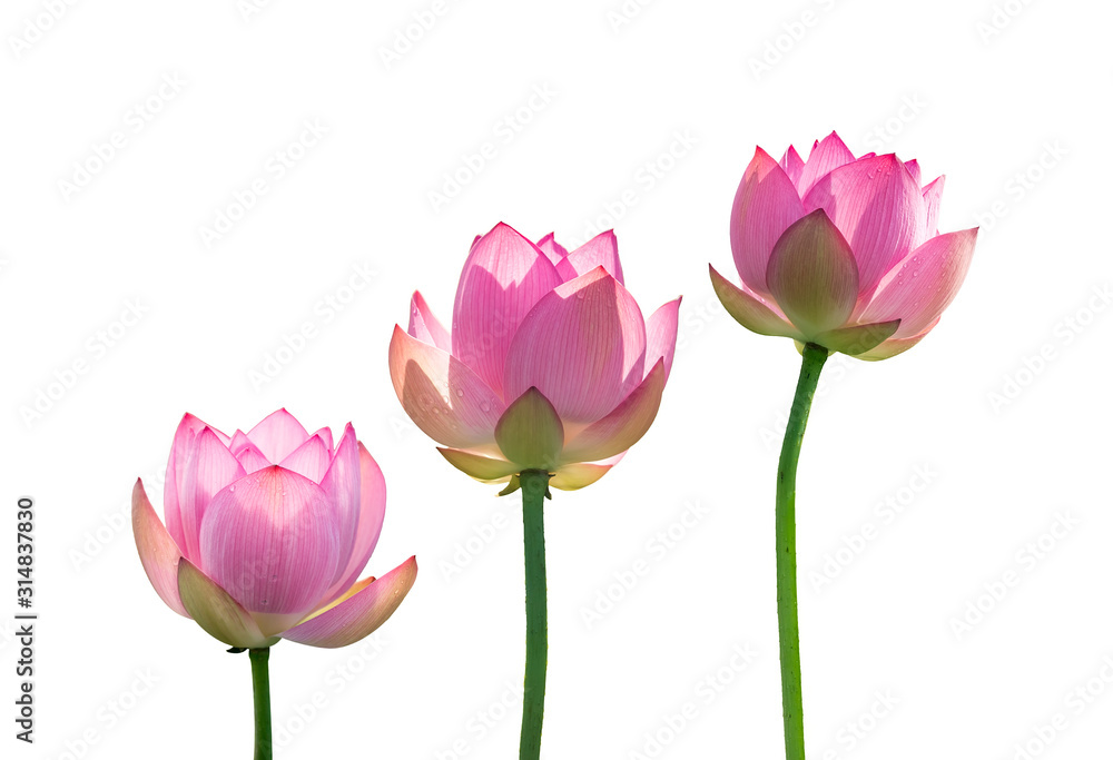Fototapeta premium lotus on isolated white background.