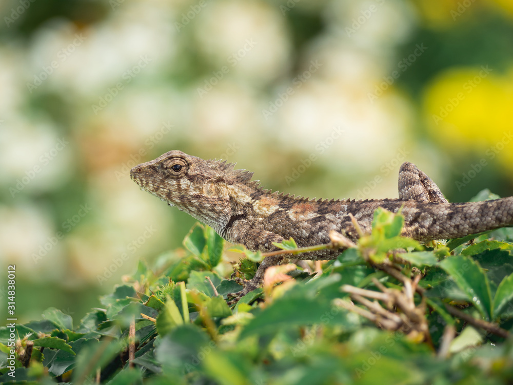 Brown lizards perched on shrubs Brown lizards perched on shrubs