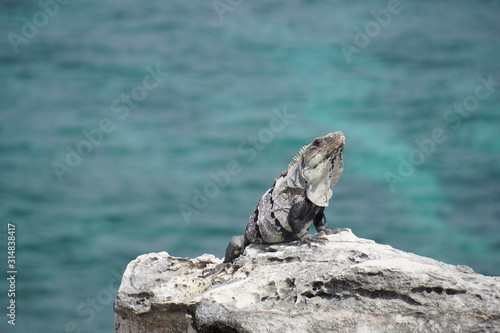 Iguana chilling on a rock