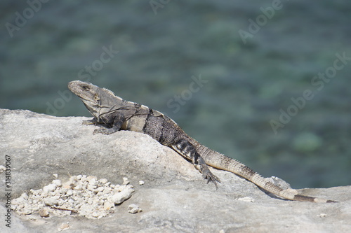 Iguana resting on a rock