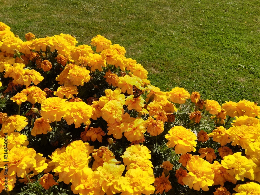 Yellow flowers in summer Yellow flowers in summer