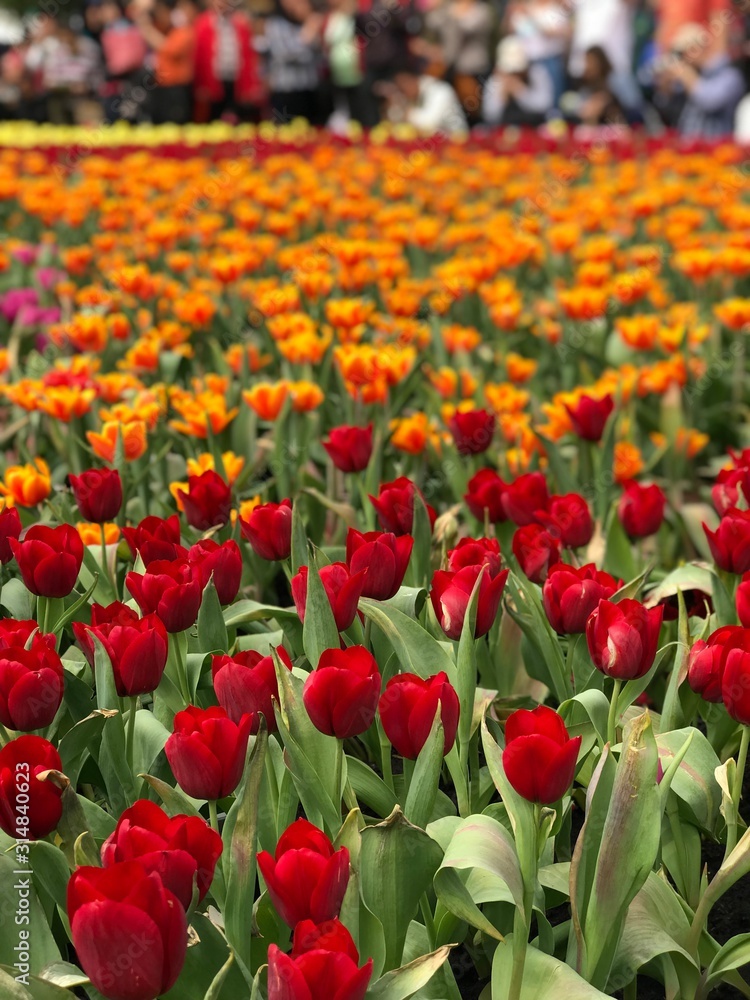 field of colourful tulips