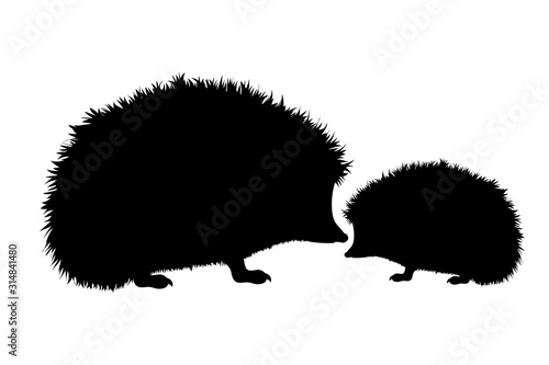 Vector silhouette of hedgehog on white background. Symbol of forest´s animal. Mother and baby stay together. photo