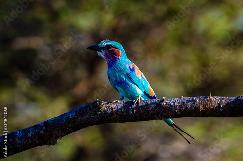Tsavo NP Roller bird, Kenya