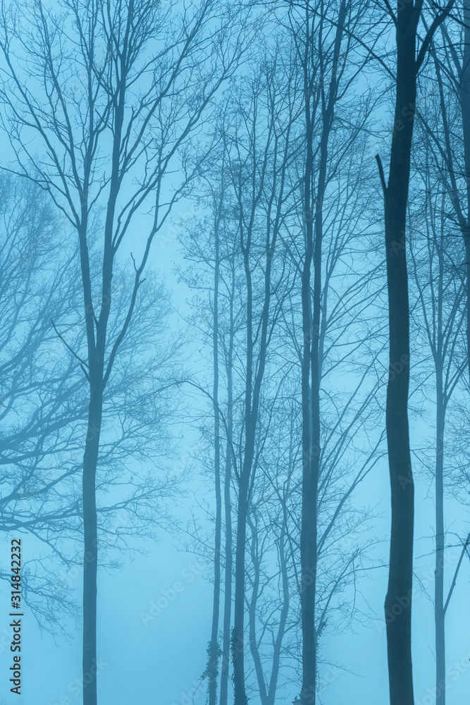 Forest with bare trees in the mist. Forest with bare trees in the mist.