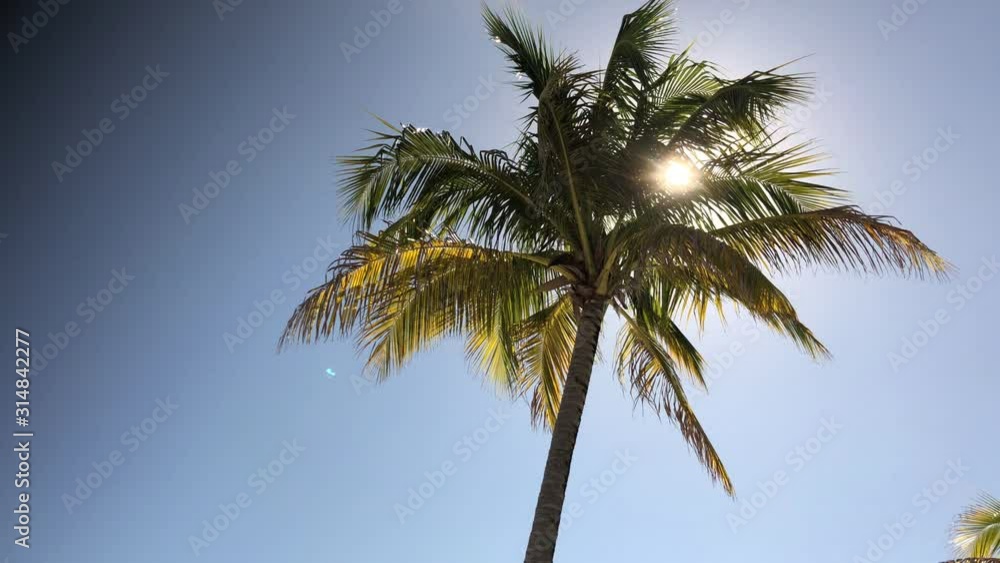 Streaks of sunlight streaming through the coconut leaves, upward shot Streaks of sunlight streaming through the coconut leaves, upward shot