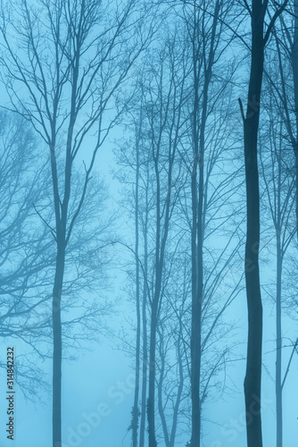 Forest with bare trees in the mist.