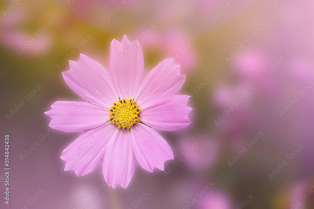 Beautiful flowers cosmos on softly blurred background Beautiful flowers cosmos on softly blurred background