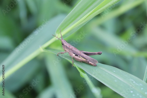 Brown grasshopper on green leaves
