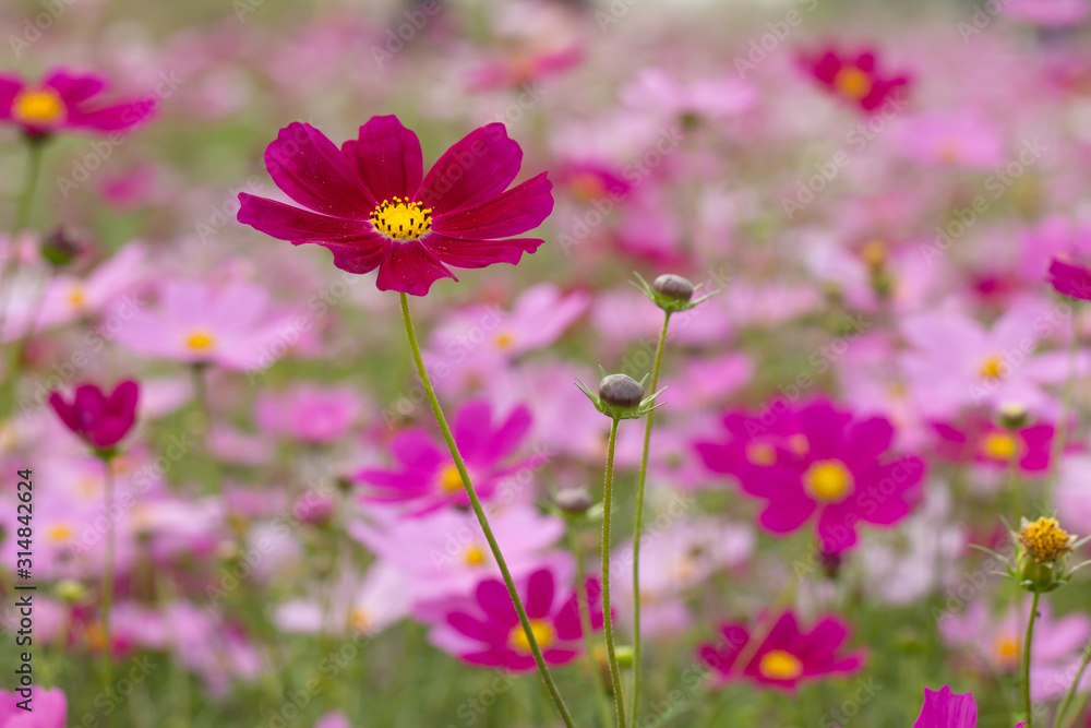 Beautiful flowers cosmos on softly blurred background Beautiful flowers cosmos on softly blurred background