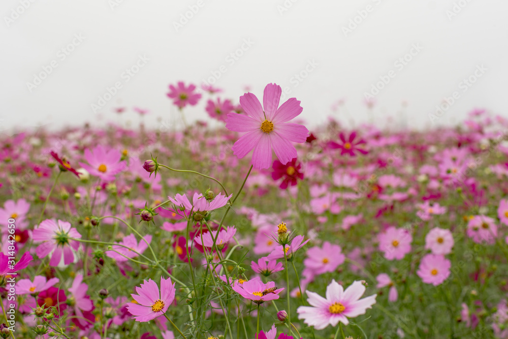 Beautiful flowers cosmos on softly blurred background