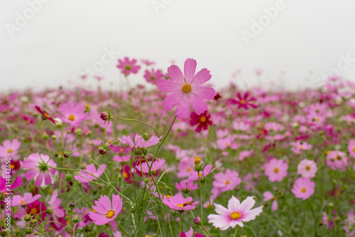 Beautiful flowers cosmos on softly blurred background © kampon