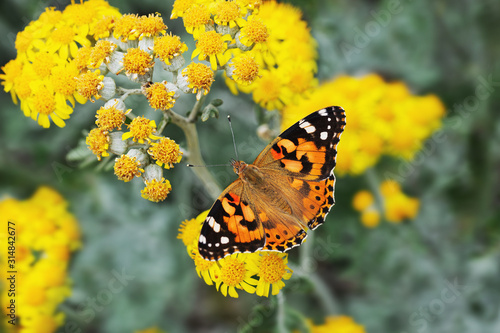 Butterfly urticaria on yellow flowers drinks nectar