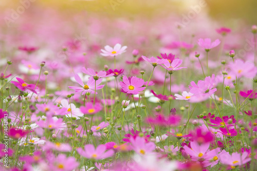 Beautiful flowers cosmos on softly blurred background