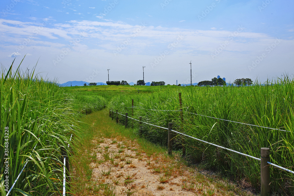 Meadow and Wild reeds on the hill of Haneul Park in Seoul, South Korea. Meadow and Wild reeds on the hill of Haneul Park in Seoul, South Korea.